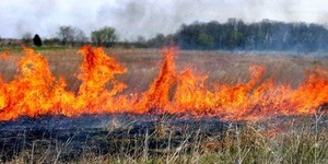 Вогнища у міських лісах Києва ліквідовано