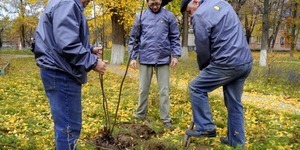 Через дощ висадку дерев відмінили