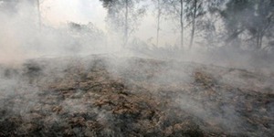 Під Києвом знову зросла площа торфяних пожеж