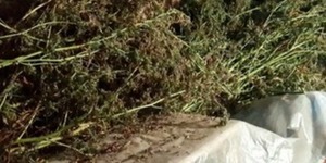Пенсіонер виростив коноплю на 3 млн гривень