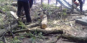 Масову обрізку дерев розпочали у Києві