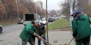 На Подолі збільшили висадку вічнозелених кущів та дерев