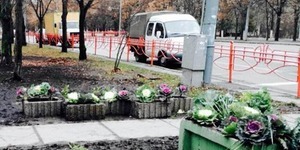 У Подільському районі висадили декоративну капусту