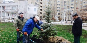 У столиці продовжують висаджувати вічнозелені дерева