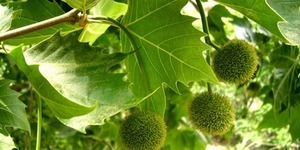 У Києві висаджують платани