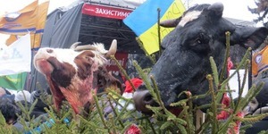 Під будівлю Верховної Ради принесли коров’ячі голови