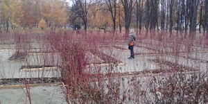 У столичному парку створюють "зелений лабіринт"