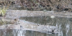 У столичній річці дохне риба