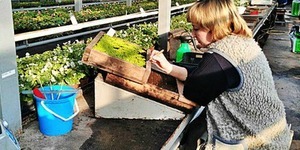 100 тисяч горщечків бегонії в міських оранжереях уже чекають весни
