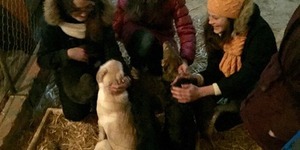 Гостомельський притулок для тварин чекає на допомогу