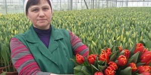 Весняний "тренд" від озеленювачів – підсніжники у горщиках та 70 тисяч тюльпанів