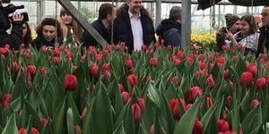 Тюльпанові "жнива" на Печерську [відео]