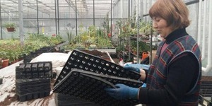 Стартував дизайнерський проект з озеленення скверу Івана Франка