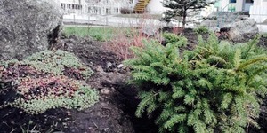 На Подолі вандали викрали ялинки одразу на двох локаціях