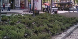 Клумби на бульварній частині Хрещатика засадили ялівцем