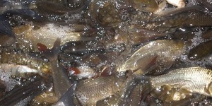 Киян запрошують випустити рибу в Київське водосховище