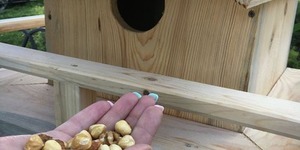У Києві з'явився перший будиночок для білок