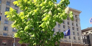 На Хрещатику зацвіли маленькі каштани