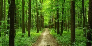 Під Києвом знайшли тіло жінки