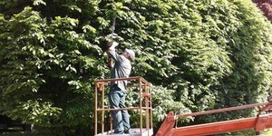 У Києві почали фігурно підстригати дерева