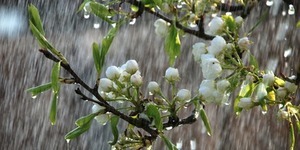 На вихідні у Києві прогнозують дощі з грозами