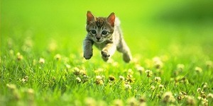 В столиці буде тепло, але можливий дощ
