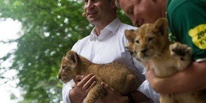 У мережі обговорюють фотографії Кличка з левенятами [відео]