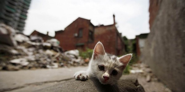 У Київраді розглянуть петицію щодо створення в Києві “зоополіції”