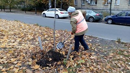 Київзеленбуд перевіреним способом готує дерева до зими