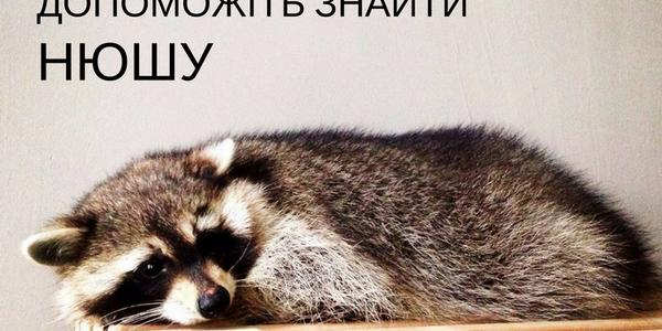 Киян просять допомогти знайти Єнота-втікача
