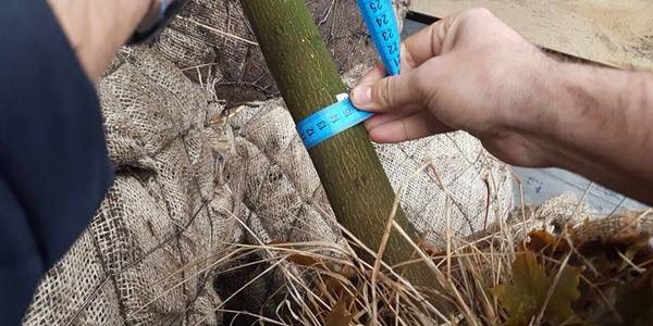 У Київзеленбуді почали обміряти кожне деревце від постачальників