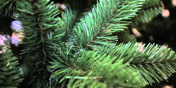 В Києві з’явився сервіс з оренди новорічних ялинок