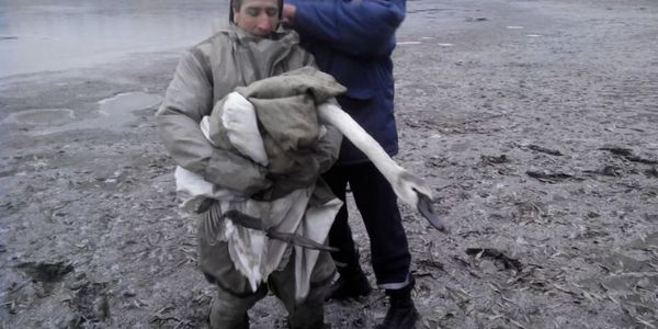Під Києвом врятували замерзаючого на льоду лебедя