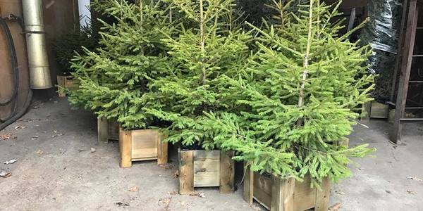 Киянам пропонують екологічні ялинки у дерев’яних горщиках