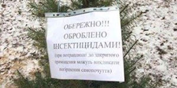 Київзеленбуд застрахував столичну хвою від нападу браконьєрів