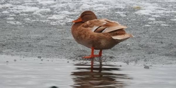 Дивовижна качечка зимує на озері на Позняках