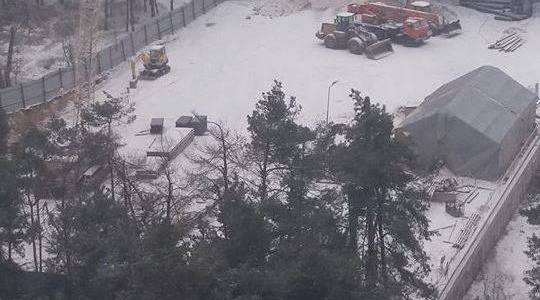 В Дніпровському районі вирубують сторічні сосни