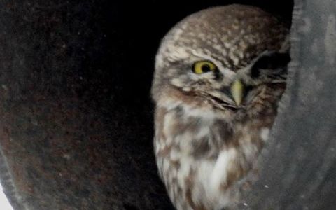 Відомий журналіст знову помітив рідкісну птаху на Позняках