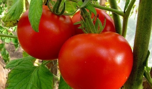 Які продукти захистять від раку
