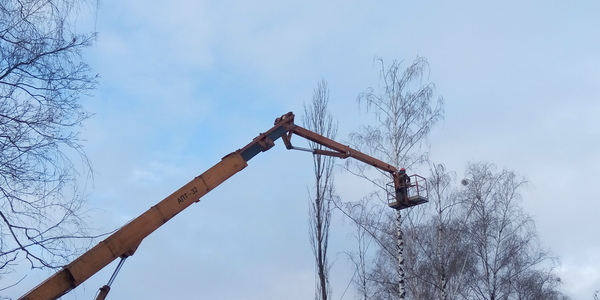 Біля зруйнованого кінотеатру Нивки масово вирубують дерева [фото, відео]