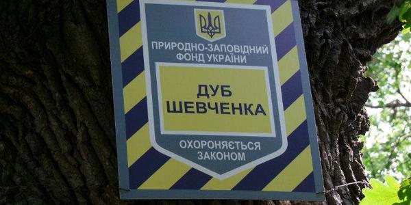 Киян просять захистити 400-річний дуб Шевченка