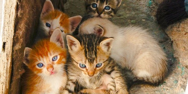 Київські коти потребують законодавчої бази
