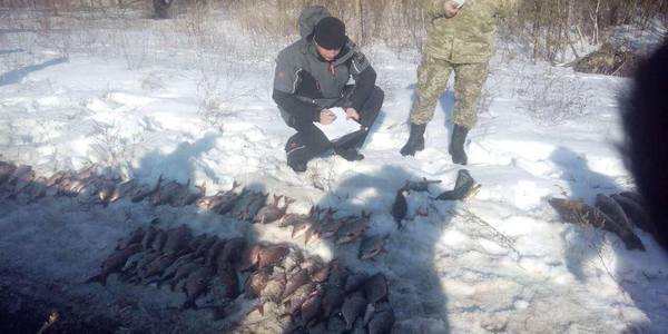 Кияни врятували рибу, яка задихалася під льодом