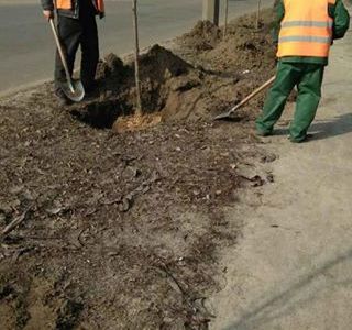 У столиці висадять рекордну кількість дерев та кущів