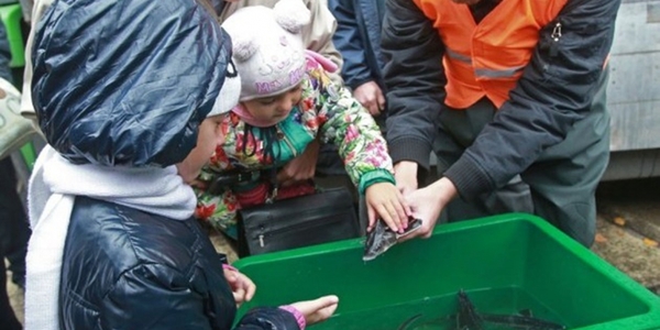 У Дніпро випустять 5 тонн «золотої рибки»