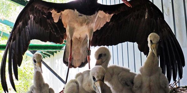 Зоологи Київського зоопарку вивели кількох рідкісних лелек