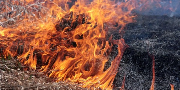 У Києві вигорів гектар сухої трави та очерету