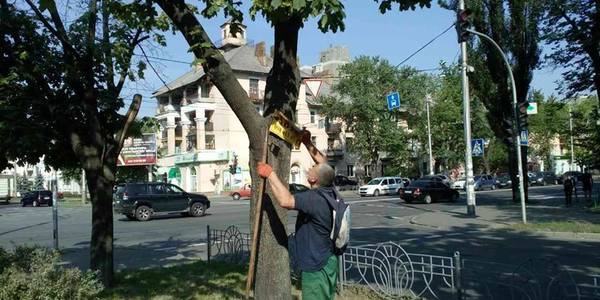 500 обклеєних дерев звільнили від реклами [фото]