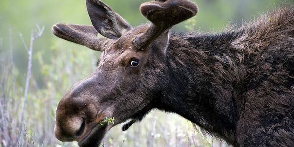 У столиці розшукують пораненого лося