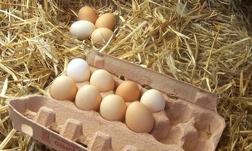 Економіку країни врятують українські яйця